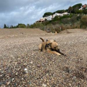 Die Hundeschule im Holzland