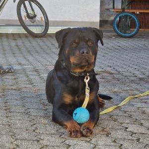 Die Hundeschule im Holzland