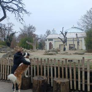 Die Hundeschule im Holzland