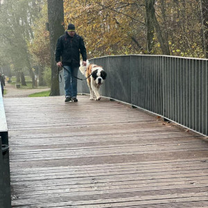 Die Hundeschule im Holzland