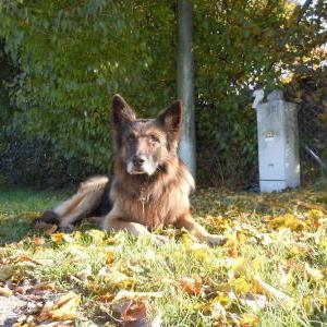 Die Hundeschule im Holzland