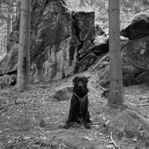 Die Hundeschule im Holzland