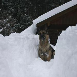 Die Hundeschule im Holzland