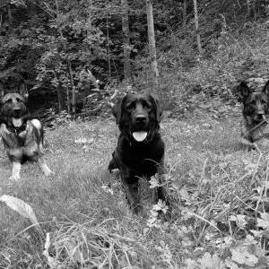 Die Hundeschule im Holzland