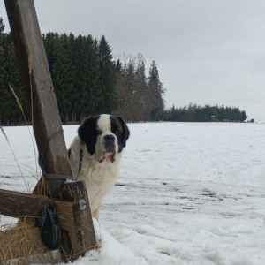 Die Hundeschule im Holzland