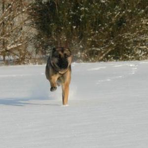 Die Hundeschule im Holzland