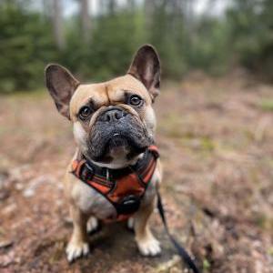 Die Hundeschule im Holzland