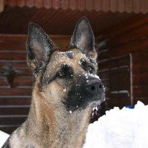 Die Hundeschule im Holzland