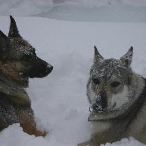 Die Hundeschule im Holzland