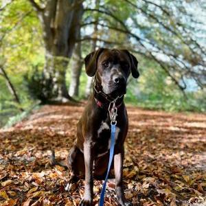 Die Hundeschule im Holzland