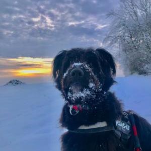 Die Hundeschule im Holzland