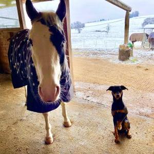 Die Hundeschule im Holzland