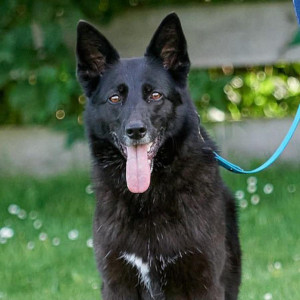 Die Hundeschule im Holzland