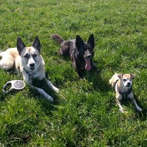 Die Hundeschule im Holzland