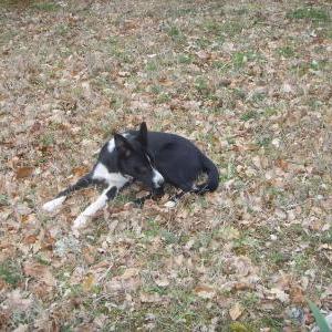Die Hundeschule im Holzland