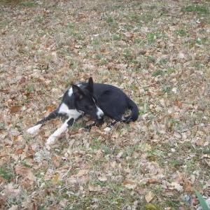 Die Hundeschule im Holzland