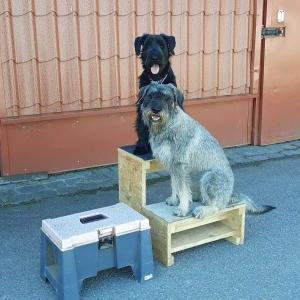 Die Hundeschule im Holzland