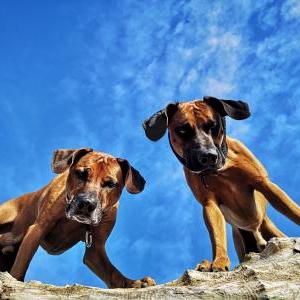 Die Hundeschule im Holzland