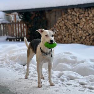 Die Hundeschule im Holzland