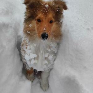 Die Hundeschule im Holzland