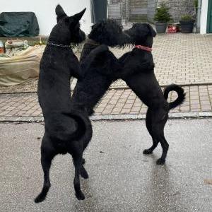 Die Hundeschule im Holzland