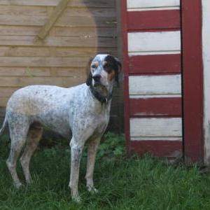 Die Hundeschule im Holzland