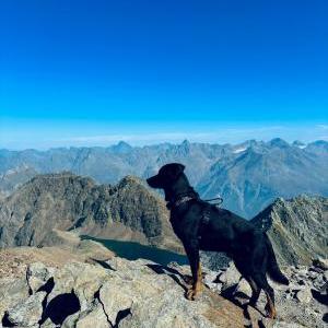 Die Hundeschule im Holzland