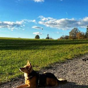 Die Hundeschule im Holzland