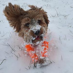 Die Hundeschule im Holzland