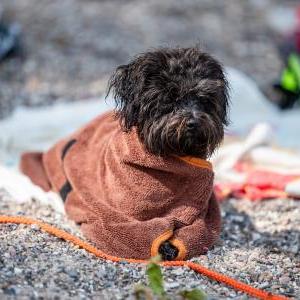 Die Hundeschule im Holzland