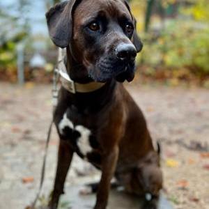 Die Hundeschule im Holzland