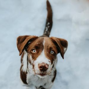 Die Hundeschule im Holzland