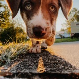 Die Hundeschule im Holzland