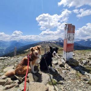 Die Hundeschule im Holzland