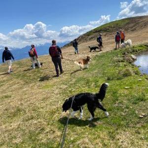 Die Hundeschule im Holzland