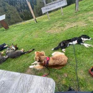 Die Hundeschule im Holzland