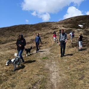 Die Hundeschule im Holzland