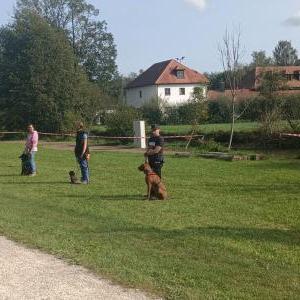 Die Hundeschule im Holzland