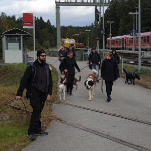 Die Hundeschule im Holzland