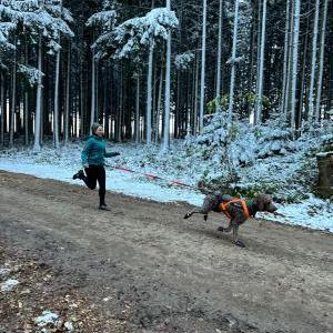 Die Hundeschule im Holzland