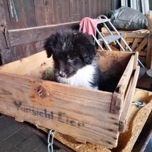 Die Hundeschule im Holzland