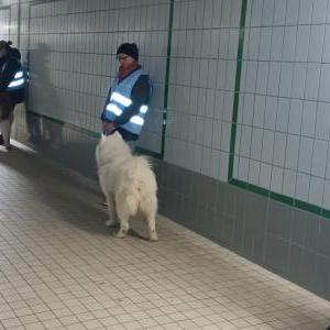 Die Hundeschule im Holzland