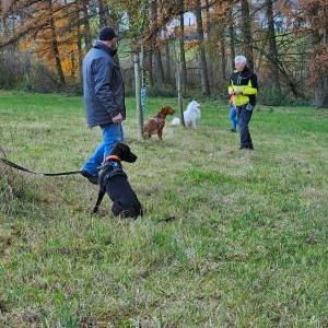 Die Hundeschule im Holzland