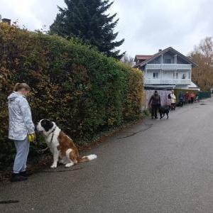 Die Hundeschule im Holzland