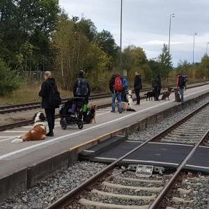 Die Hundeschule im Holzland