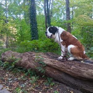 Die Hundeschule im Holzland