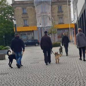 Die Hundeschule im Holzland