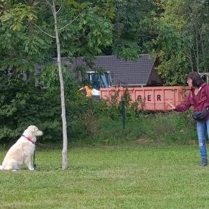 Die Hundeschule im Holzland