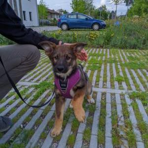 Die Hundeschule im Holzland