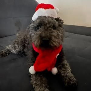 Die Hundeschule im Holzland